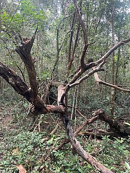 PAQUETE DE TERRENO EN RUTA DE LOS CENOTES EN KM6 - PUERTO MORELOS