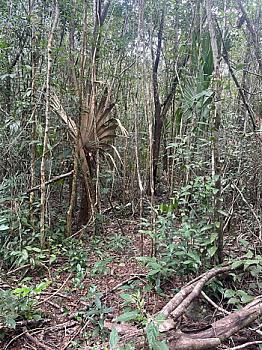 PAQUETE DE TERRENO EN RUTA DE LOS CENOTES EN KM6 - PUERTO MORELOS