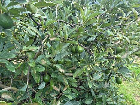 venta Terreno agicola $2,000,000,00 con arboles de aguacate produciendo