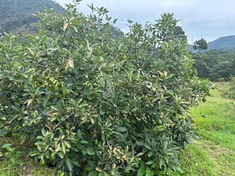 venta Terreno agicola $2,000,000,00 con arboles de aguacate produciendo