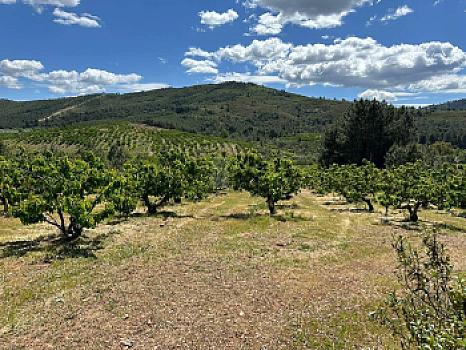 Casa rústica/finca rústica en venta en Ctra Torrecilla a Pinofranqueado, Torrecilla de los Angeles, Cáceres