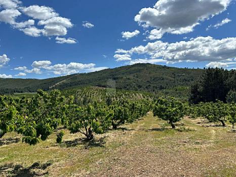 Casa rústica/finca rústica en venta en Ctra Torrecilla a Pinofranqueado, Torrecilla de los Angeles, Cáceres
