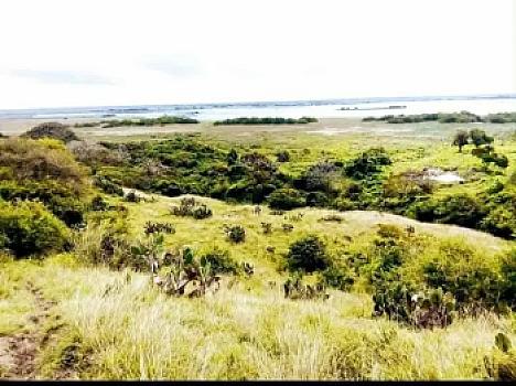Terreno a pié de carretera y río 25.74 hectáreas municipio de Alvarado Veracruz México