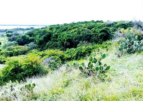 Land offer on roadside and river municipality of Alvarado Veracruz México
