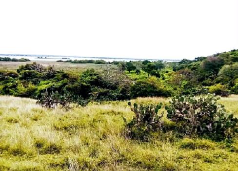 Land offer on roadside and river municipality of Alvarado Veracruz México